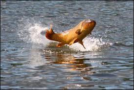 Nice Carp :) - imagesca7n0r26.jpg